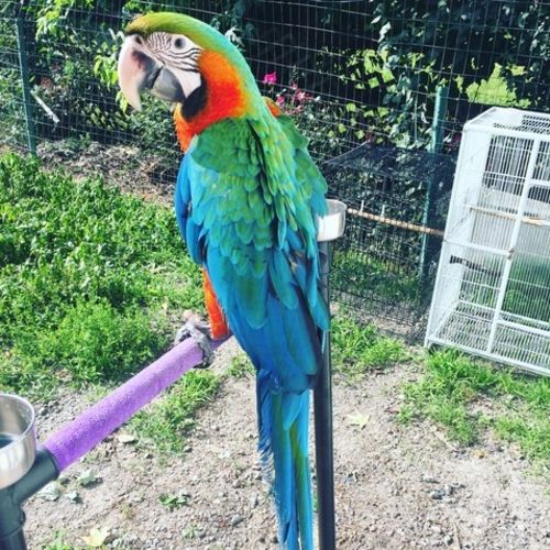 Pet Care Provider Abby Rhodes's Profile Picture
