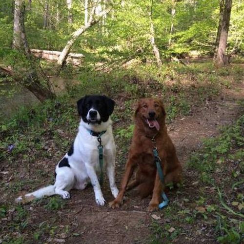 Pet Care Job Megan Tarasi's Profile Picture