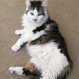 Kind cat lover needed to spend some time with my best friend while I'm away.