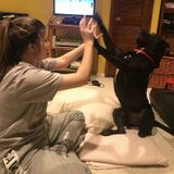 Pet Sitting Offered in Normal