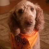 I am looking for a loving sitter for Bentley July 1-6. Email me...NEWTON2509 at msn dot com!