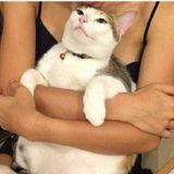 Interested In Modesto Cat and Dog Sitter, California Jobs