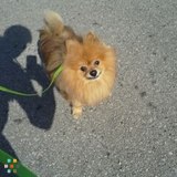 Eastern Dutchess Dog Walking and Pet Care