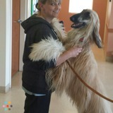 Experienced Veterinarian Assistant available to care for your pets