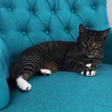 Over 30 years experience with cat sitting and care.
