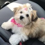 For Hire: Pet sitter for when you are out of town. My house or yours. Any town near Tinley Park