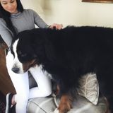 Present Dog Walker in Stamford