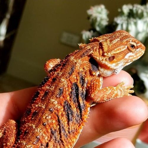 Pet Care Job Dulza M's Profile Picture