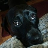 Excellent Pet Care Provider available today