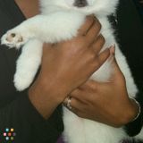 Loving Pet Care - Avalon park ucf area