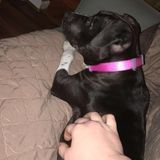 Springfield, Illinois Pet Sitter and Walker!