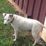 Overnight housesitter and pet care wanted in Blaine