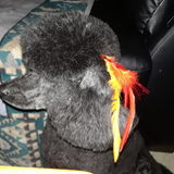 Darlene's Doggy Haven