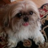 Loving Animal Caregiver in Jupiter, Florida
