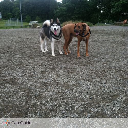 Pet Care Provider Amber C's Profile Picture