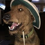 Experienced and caring pet sitter avalible now!