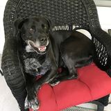 Hard Working Pet Sitter in Knoxville, Tennessee