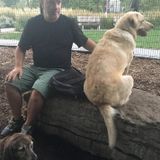 Dog walker, pet sitter with open availability. Toronto, Mississauga