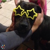Overnight & weekend dog sitter
