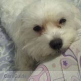 Pet Care Provider