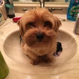 Seasoned Dog Sitter for Hire