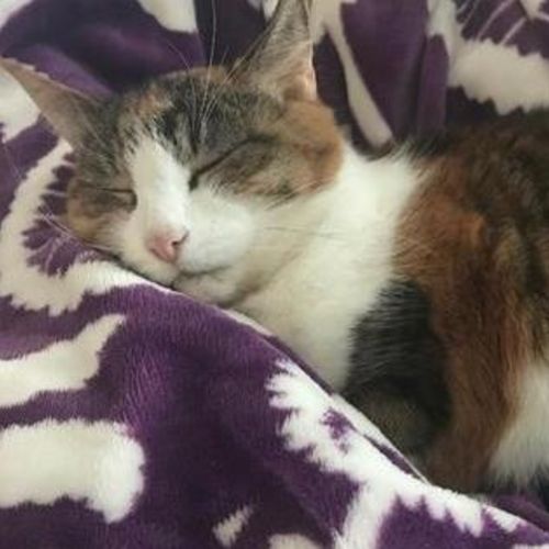 Pet Care Provider Melissa B's Profile Picture