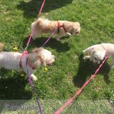 Child care giver, house keeping, and Pet sitter