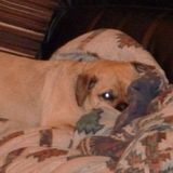 Someone to care for our two pugs in their home while we go on vacation in April.