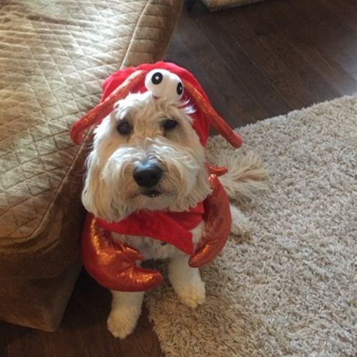 Pet Care Job Suzanne Wattling's Profile Picture