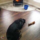 Pet Sitting In Farm Setting