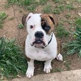 Available: Great Pet Carer in Hyattsville offering assistance if needed