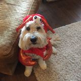 Pet sitter needed in home and overnight for one week