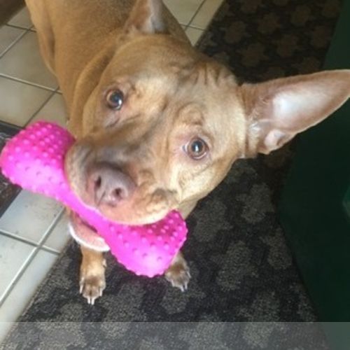 Pet Care Provider Alex Paulsen's Profile Picture