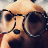 Pet Sitting Offered in Westlake