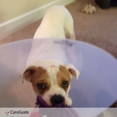 Pet Care Job Alex W's Profile Picture