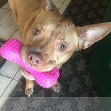 Dog. On It. Pet Care Love all animals :)