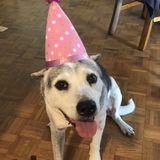 Jacksonville Animal Caregiver Interested In playing and walking your 4footed kids