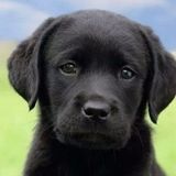 Dedicated House, Plant and animal Sitter in Norfolk