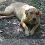 Dog sitting/daycare/boarding/bathing
