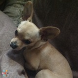 Affordable Dog Boarding and Dog sitting in my home!