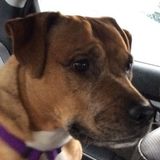Available: Dog and cat Sitter in Covington