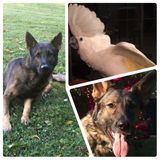 For Hire: Disciplined Pet Supervisor in Mooresville