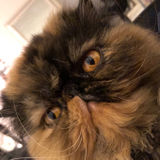 Pet Lover Seeking Petsitting/Walking Opportunity in Marshall