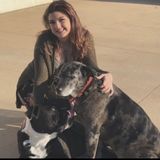Loving Trustworthy Pet Sitter/ Handler around the Galena area.