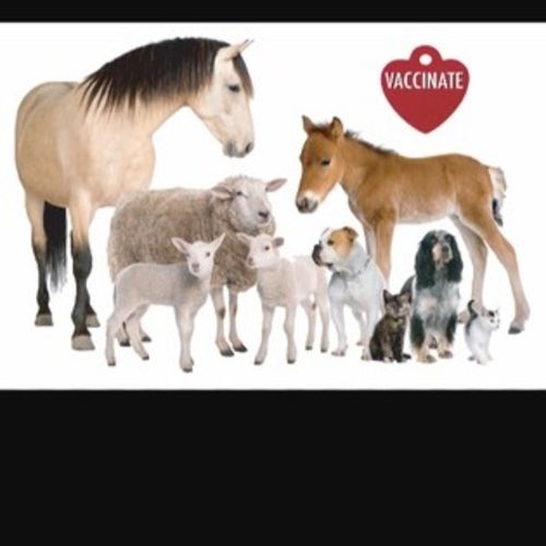 Pet Care Provider Leslie M's Profile Picture