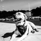 Pets, Portraits, Engagements, Weddings, Landscapes, and Adventures Photographer