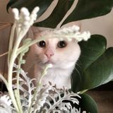 Seeking a cat and gecko friend to stop by once a day
