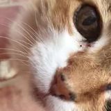 Airdrie, Alberta Home Sitter