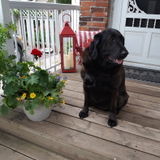 Stirling House and Plant Sitter Seeking Work in Ontario