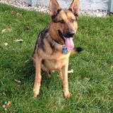 Tailwaggers Pet Sitting Services LLC. Gloucester County ,Nj